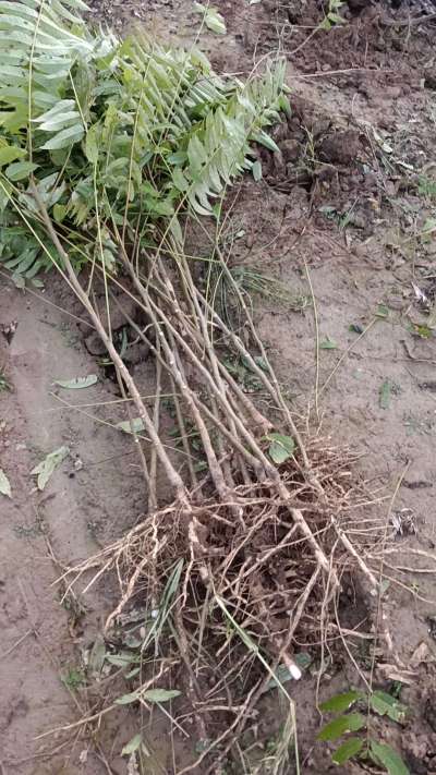 出售臭椿苗，巨峰葡萄苗。药用连翘苗，科研五号优质种苗，2/5年苗，药用连翘树，挂果树，全国包邮到家！财富密码18534302961