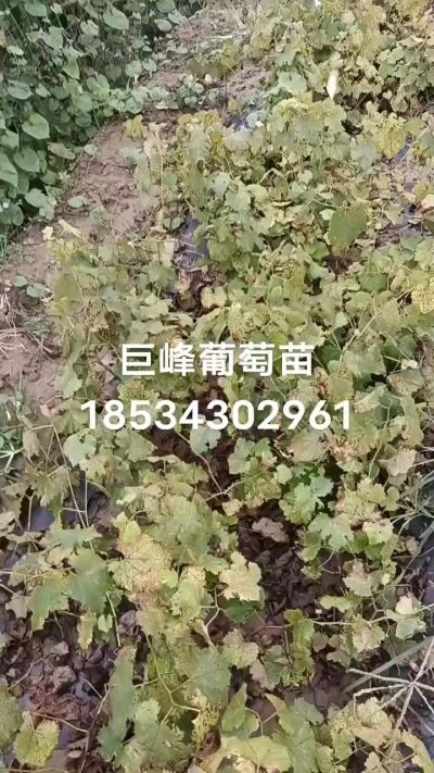 出售早熟巨峰葡萄苗。药用连翘苗，科研五号优质种苗，2/5年苗，药用连翘树，挂果树，全国包邮到家！财富密码18534302961