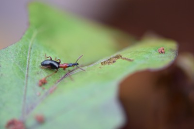 甘薯小象甲的危害与识别