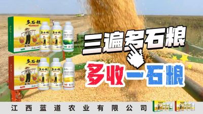 冬季种植，油菜，小麦，草莓等作物的，出现了除草剂药害，黄叶，僵苗，苗不长等问题，马上用多石粮，确保5天见到效果。