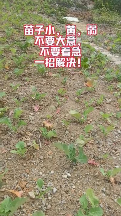 油菜苗子弱苗子小，就用多石粮，5天见效果。