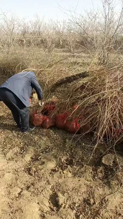 出售药用连翘苗，科研五号优质种苗，2/5年苗，药用连翘树，挂果树，全国包邮到家！财富密码18534302961出售药用连翘苗，科研五号优质种苗，2/5年苗，药用连翘树，挂果树，全国包邮到家！财富密码1