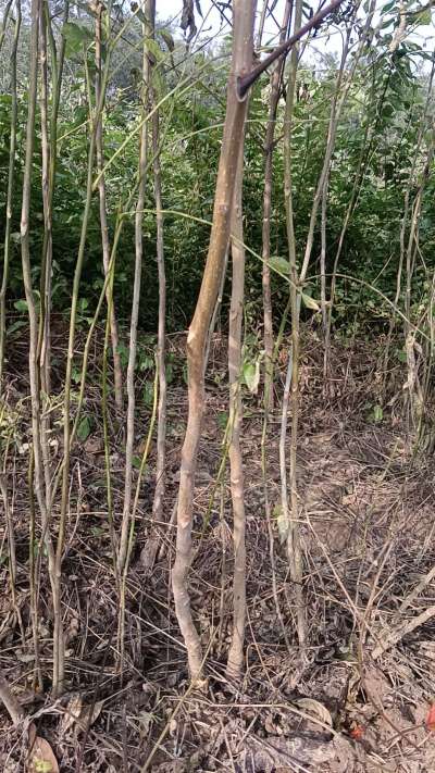 出售臭椿苗，巨峰葡萄苗。药用连翘苗，科研五号优质种苗，2/5年苗，药用连翘树，挂果树，全国包邮到家！财富密码18534302961