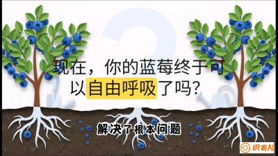 第3节：别把树&ldquo;憋死&rdquo;&mdash;&mdash;正确的定植与换盆手法,   课程：《蓝莓&ldquo;高产&rdquo;实战课：从选苗到丰收的10个关键点》