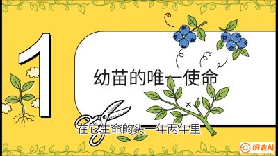 第6节：修剪决定产量（上）&mdash;&mdash;幼苗期与生长期修剪， 课程：《蓝莓&ldquo;高产&rdquo;实战课：从选苗到丰收的10个关键点》