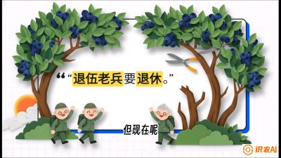 第7节：修剪决定产量（下）&mdash;&mdash;结果树的更新与疏果，课程：《蓝莓&ldquo;高产&rdquo;实战课：从选苗到丰收的10个关键点》