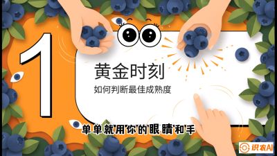 第10节：完美的&ldquo;果粉&rdquo;&mdash;&mdash;采摘时机与保鲜， 课程：《蓝莓&ldquo;高产&rdquo;实战课：从选苗到丰收的10个关键点》