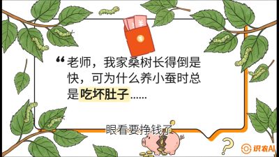 第01节：不仅仅是树&mdash;&mdash;顶级品种选配策略，课程：《桑海淘金：桑树高产与蚕桑安全进阶实战课》