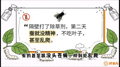 第05节：养蚕人的&ldquo;排雷战&rdquo;&mdash;&mdash;除草剂的生死禁忌，课程：《桑海淘金：桑树高产与蚕桑安全进阶实战课》