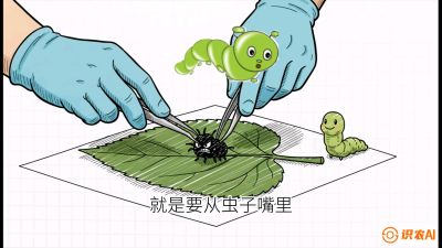 第07节：虫口夺叶（下）&mdash;&mdash;不得不打药时的&ldquo;解毒术&rdquo;，课程：《桑海淘金：桑树高产与蚕桑安全进阶实战课》