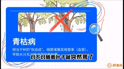 第08节：看不见的杀手&mdash;&mdash;青枯病与萎缩病，课程：《桑海淘金：桑树高产与蚕桑安全进阶实战课》