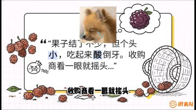 第10节：甜蜜的科学&mdash;&mdash;膨大、增甜与转色，课程：《桑海淘金：桑树高产与蚕桑安全进阶实战课》