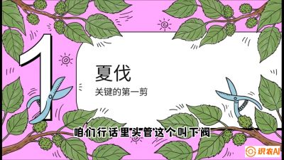 第11节：叶果双收&mdash;&mdash;特殊的夏伐与冬伐，课程：《桑海淘金：桑树高产与蚕桑安全进阶实战课》