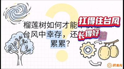 第四节：中国榴莲突围战：为生存重塑权型，抗台风矮化栽培与力学牵引，课程：《国产榴莲突围战：从泰国经验到中国实操的8堂必修课（高阶实战版）》