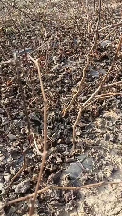 出售，巨峰葡萄苗。药用连翘苗，科研五号优质种苗，2/5年苗，药用连翘树，挂果树，全国包邮到家！财富密码18534302961