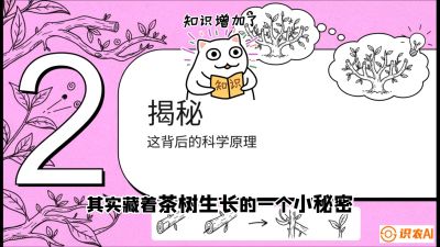 第04节（修剪篇）：树势复活术：从&ldquo;越剪越弱&rdquo;到&ldquo;枝繁叶茂&rdquo;的能量管理与夏秋茶逆袭，课程：《茶金时代：从&ldquo;看天吃饭&rdquo;到&ldquo;精准控局&rdquo;的茶叶高产提质实战课》