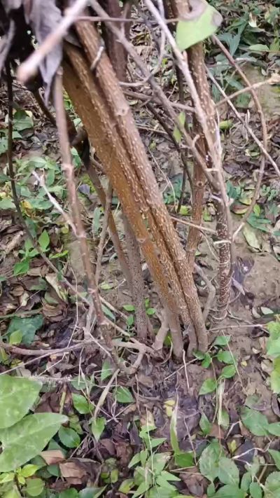 出售药用连翘苗，科研五号优质种苗，2/5年苗，药用连翘树，挂果树，全国包邮到家！财富密码18534302961出售药用连翘苗，科研五号优质种苗，2/5年苗，药用连翘树，挂果树，全国包邮到家！财富密码1