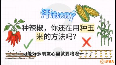 第1节：【品种定江山】工业辣椒vs小米辣：底肥公式与密度陷阱的&ldquo;百万生意经&rdquo;，课程：《辣椒种植实战特训营，从工业辣椒到精品小米辣，教你如何把&ldquo;草&rdquo;种成&ldquo;金&rdquo;》