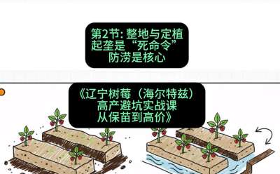 第二节： 整地与定植&mdash;&mdash;起垄是&ldquo;死命令&rdquo;，防涝是核心，课程：《辽宁树莓（海尔特兹）高产避坑实战课：从保苗到高价》