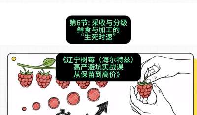 第六节： 采收与分级&mdash;&mdash;鲜食与加工的&ldquo;生死时速&rdquo;，课程：《辽宁树莓（海尔特兹）高产避坑实战课：从保苗到高价》