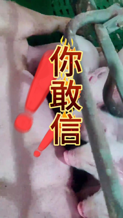 小猪抢不到奶，干瘦不长肉？成活率总上不去？😭
自从用上南商农科这款仔猪补奶机，再也没这烦恼！
✅ 一键设置下料参数，新手也能上手
✅ 恒温补奶，小猪抢着喝，长势超均匀
从车间精工组装到猪场落地使用，每