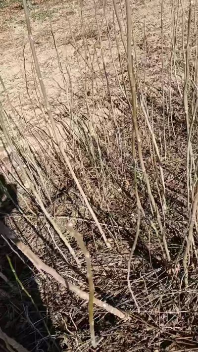 出售臭椿苗，巨峰葡萄苗。药用连翘苗，科研五号优质种苗，2/5年苗，药用连翘树，挂果树，全国包邮到家！财富密码18534302961