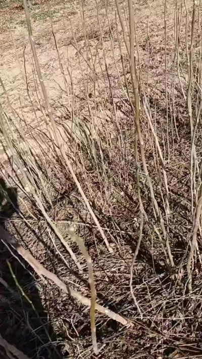 出售臭椿苗，巨峰葡萄苗。药用连翘苗，科研五号优质种苗，2/5年苗，药用连翘树，挂果树，全国包邮到家！财富密码18534302961