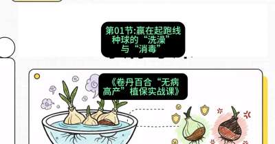 第01节：赢在起跑线&mdash;&mdash;种球的&ldquo;洗澡&rdquo;与&ldquo;消毒&rdquo;，课程：《卷丹百合&ldquo;无病高产&rdquo;植保实战课》#识农AI