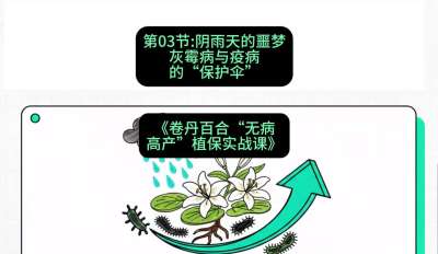 第03节：阴雨天的噩梦&mdash;&mdash;灰霉病与疫病的&ldquo;保护伞&rdquo;，课程：《卷丹百合&ldquo;无病高产&rdquo;植保实战课》#识农AI