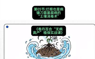 第05节：烂根也是病&mdash;&mdash;镰刀菌基腐病的&ldquo;土壤消毒术&rdquo; ，课程：《卷丹百合&ldquo;无病高产&rdquo;植保实战课》#识农AI