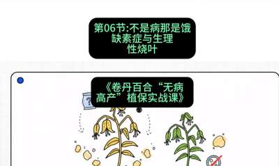 第06节：不是病那是饿&mdash;&mdash;缺素症与生理性烧叶 ，课程：《卷丹百合&ldquo;无病高产&rdquo;植保实战课》#识农AI