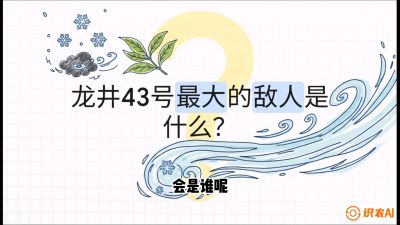 第04节：龙井双璧&mdash;&mdash;龙井43与群体种的差异化护养（重点），课程：《茗茶卫士&mdash;&mdash;茶叶病虫害绿色防控实战课》#识农AI