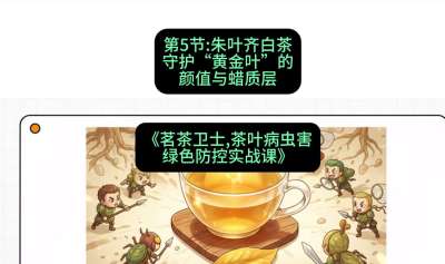 第05节：朱叶齐白茶&mdash;&mdash;守护&ldquo;黄金叶&rdquo;的颜值与蜡质层（重点），课程：《茗茶卫士&mdash;&mdash;茶叶病虫害绿色防控实战课》#识农AI