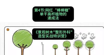 第04节：网红&ldquo;棒棒糖&rdquo;&mdash;&mdash;单干高杆植物的速成法，课程：《景观树木&ldquo;整形外科&rdquo;造型实战特训营》#识农AI