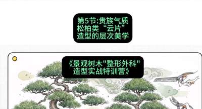 第05节：贵族气质&mdash;&mdash;松柏类&ldquo;云片&rdquo;造型的层次美学，课程：《景观树木&ldquo;整形外科&rdquo;造型实战特训营》#识农AI