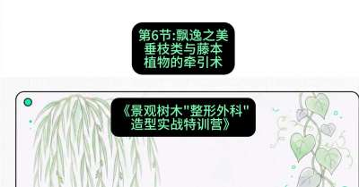 第06节：飘逸之美&mdash;&mdash;垂枝类与藤本植物的牵引术，课程：《景观树木&ldquo;整形外科&rdquo;造型实战特训营》#识农AI
