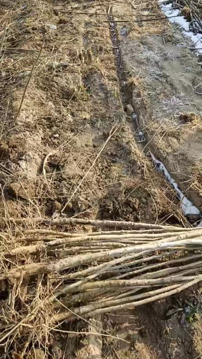 出售臭椿苗，巨峰葡萄苗。药用连翘苗，科研五号优质种苗，2/5年苗，药用连翘树，挂果树，全国包邮到家！财富密码18534302961