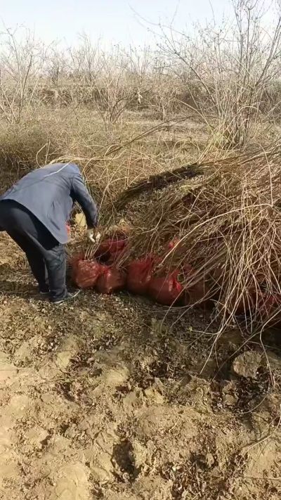 出售药用连翘苗，科研五号优质种苗，2/5年苗，药用连翘树，挂果树，全国包邮到家！财富密码18534302961出售药用连翘苗，科研五号优质种苗，2/5年苗，药用连翘树，挂果树，全国包邮到家！财富密码1