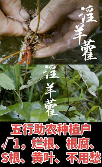 177，1907，0725，V 同号
1  老乡们！种淫羊藿不用乱买肥，咱这款专用肥，针对淫羊藿习性配的，壮苗防烂根，采收多卖钱，用过都回头！
2  咱种淫羊藿图的就是省心高产！专用肥薄肥勤施，苗不烧