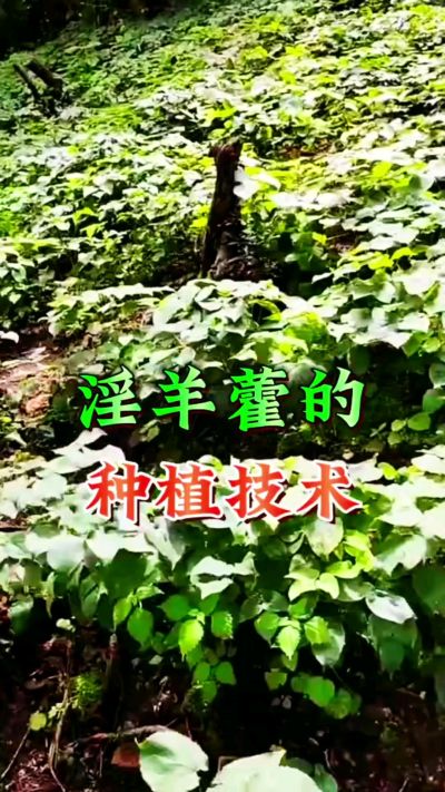 揭秘&ldquo;仙草&rdquo;淫羊藿的种植密码！耐严寒耐贫瘠，林下套种不占耕地，管理简单还能套种其他作物，一亩地的投入两亩地的收益～ 想返乡创业的赶紧码住！ #淫羊藿种植技术 #返乡创业项目 #药材种植指南 #农业新风