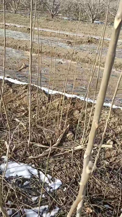 臭椿苗，一年苗，需要联系我，全国包邮到家。18534302961