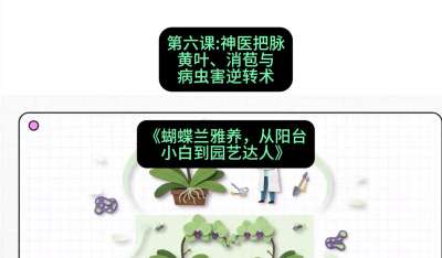 第六节：神医把脉：黄叶、消苞与病虫害逆转术，课程：《蝴蝶兰雅养六讲：从阳台小白到园艺达人》#识农AI