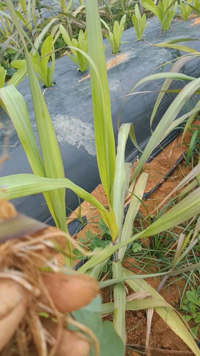 黑甘蔗种植下去，三个月。第一次追肥，