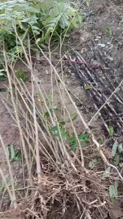 出售臭椿苗，巨峰葡萄苗。药用连翘苗，科研五号优质种苗，2/5年苗，药用连翘树，挂果树，全国包邮到家！财富密码18534302961