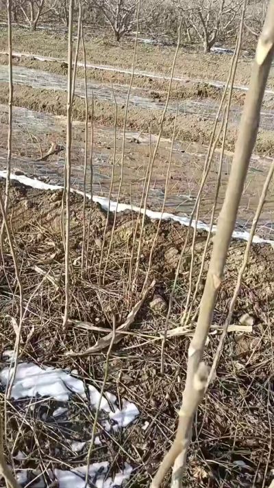 出售臭椿苗，巨峰葡萄苗。药用连翘苗，科研五号优质种苗，2/5年苗，药用连翘树，挂果树，全国包邮到家！财富密码18534302961