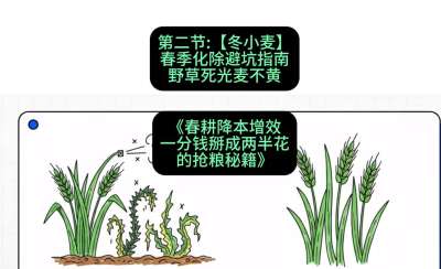 第二节：【冬小麦】春季化除避坑指南，野草死光麦不黄