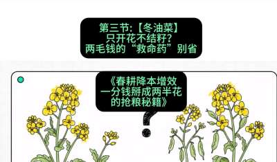 第三节：【冬油菜】只开花不结籽？两毛钱的&ldquo;救命药&rdquo;别省