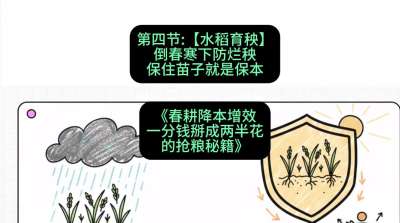 第四节：【水稻育秧】倒春寒下防烂秧，保住苗子就是保本