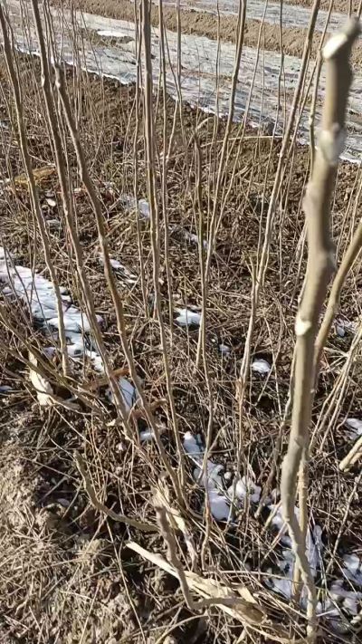 出售臭椿苗，巨峰葡萄苗。药用连翘苗，科研五号优质种苗，2/5年苗，药用连翘树，挂果树，全国包邮到家！财富密码18534302961