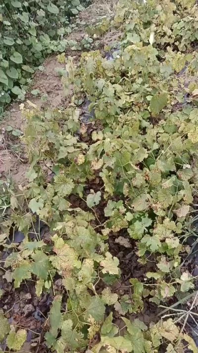 出售巨峰葡萄苗。药用连翘苗，科研五号优质种苗，2/5年苗，药用连翘树，挂果树，全国包邮到家！财富密码18534302961